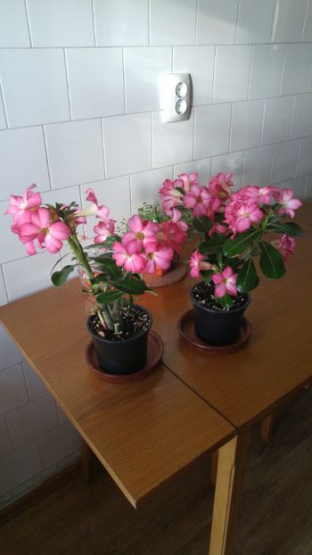  - adenium 2017 si 2018