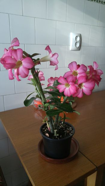  - adenium 2017 si 2018