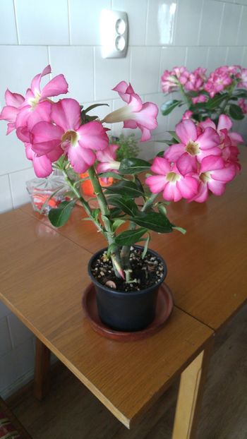  - adenium 2017 si 2018