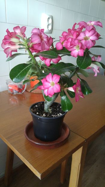  - adenium 2017 si 2018