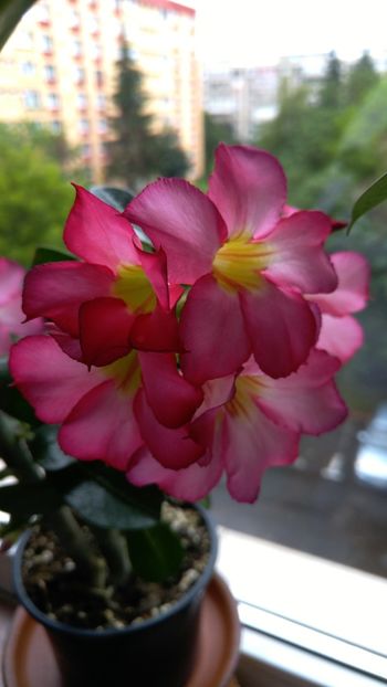  - adenium 2017 si 2018