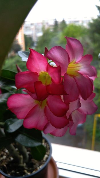  - adenium 2017 si 2018