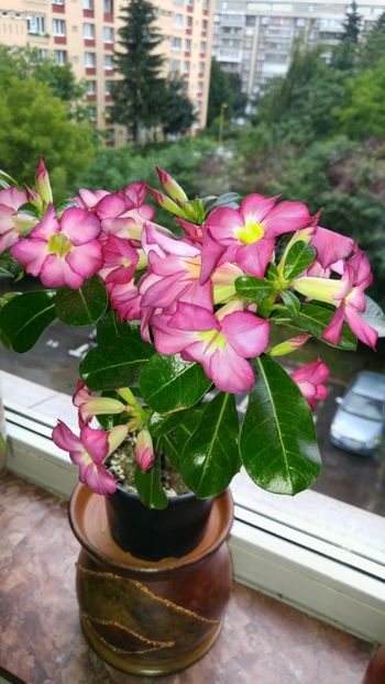  - adenium 2017 si 2018