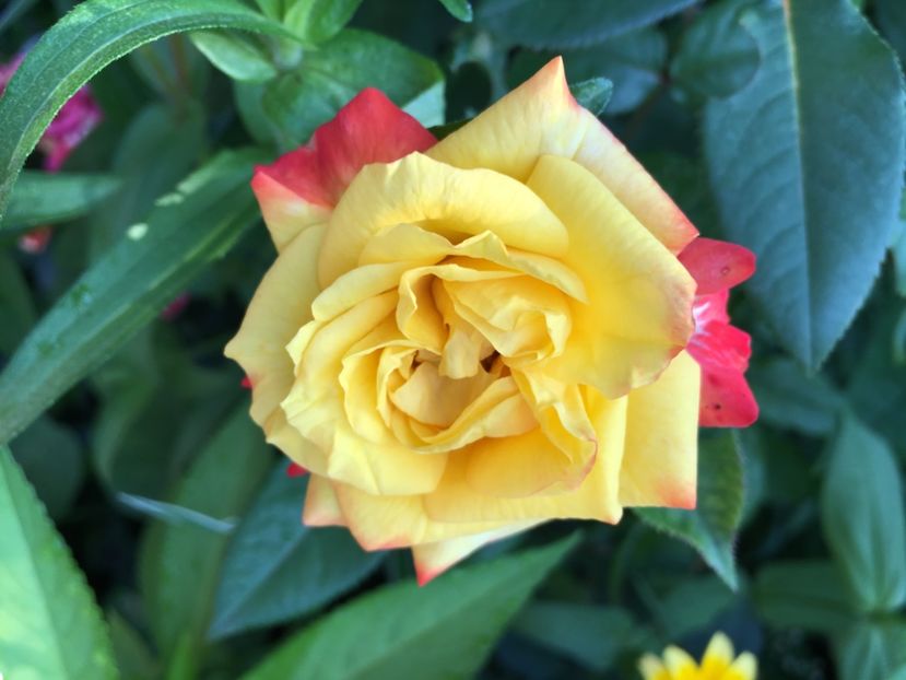 681106D7-D6F7-4062-B244-35DDF72D2D3D - Trandafiri 2018 ll