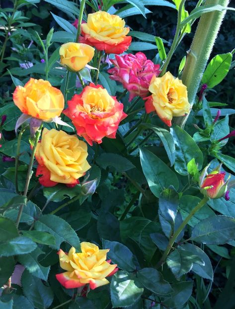 B78FAD90-A4A9-424C-96BA-7DBCF60D5521 - Trandafiri 2018 ll