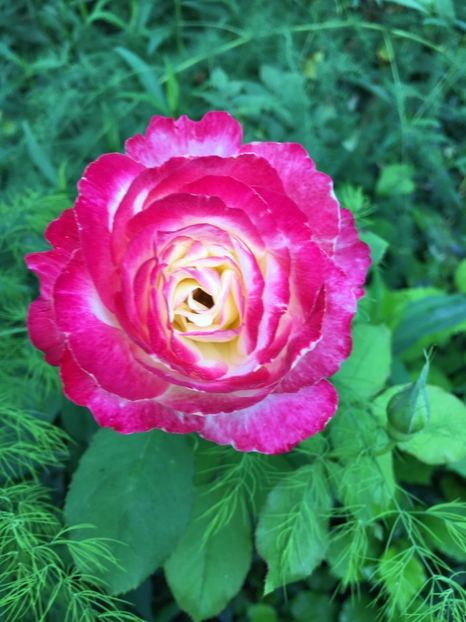 572CF241-F563-4570-998C-92A8A41240A1 - Trandafiri 2018 ll