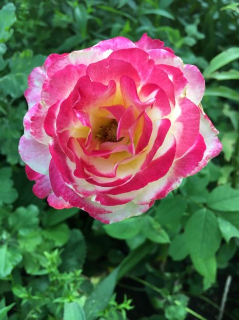 5DBA70D1-A142-449B-B3EC-0AC3F9724DDD - Trandafiri 2018 ll