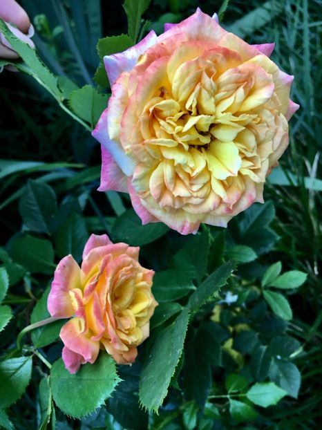 D4FBB4B3-35D7-4DC9-8C0C-4B1053E3BD13 - Trandafiri 2018 ll