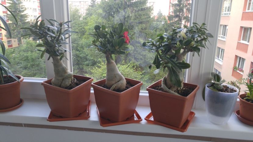  - adenium 2017 si 2018