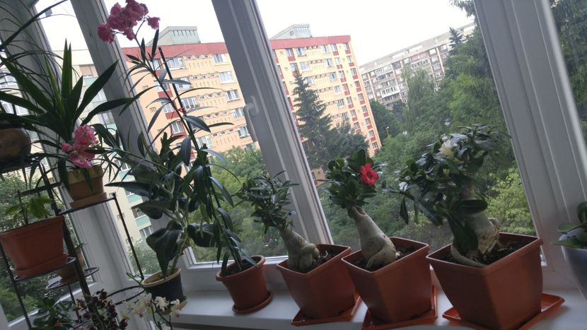  - adenium 2017 si 2018