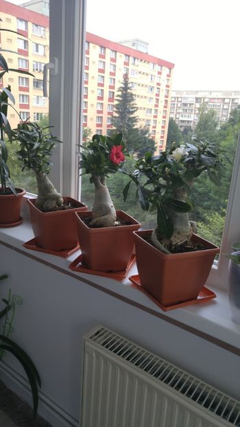  - adenium 2017 si 2018