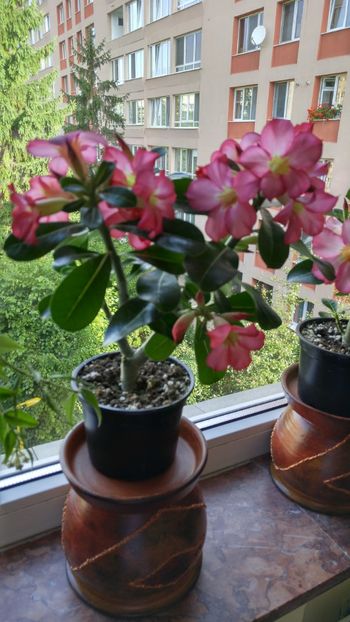 20170701_080149_HDR - adenium 2017 si 2018