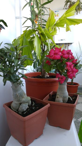  - adenium 2017 si 2018