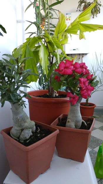  - adenium 2017 si 2018