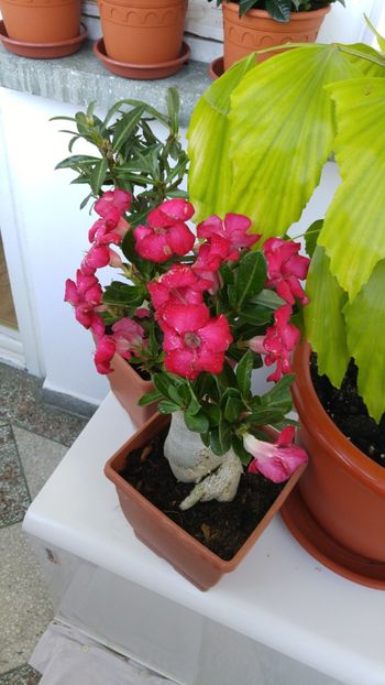  - adenium 2017 si 2018
