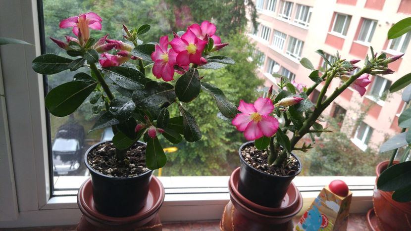  - adenium 2017 si 2018