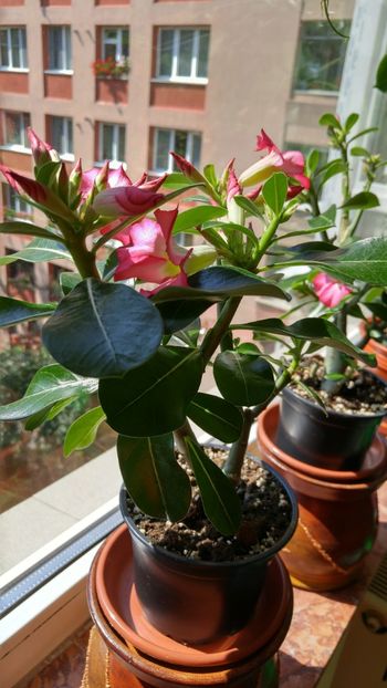 20170625_161126_HDR - adenium 2017 si 2018