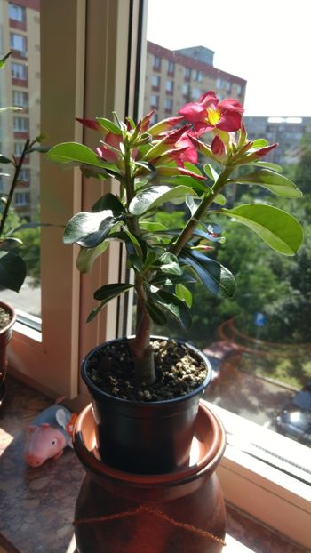  - adenium 2017 si 2018