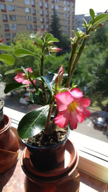  - adenium 2017 si 2018