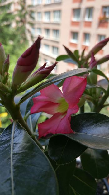 20170624_114910_HDR - adenium 2017 si 2018