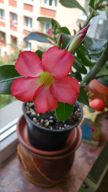 20170624_114904_HDR - adenium 2017 si 2018