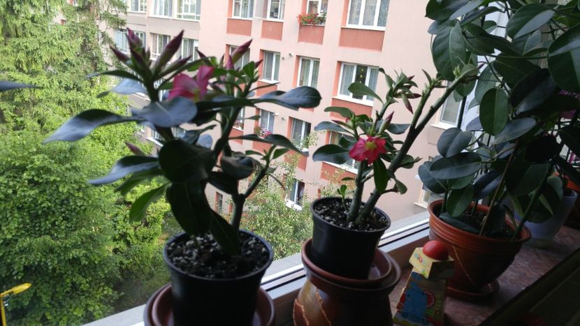  - adenium 2017 si 2018