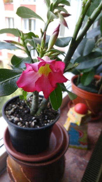  - adenium 2017 si 2018