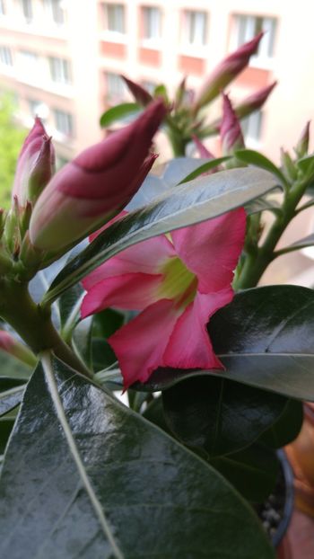  - adenium 2017 si 2018