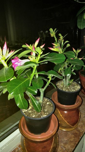  - adenium 2017 si 2018