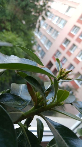  - adenium 2017 si 2018