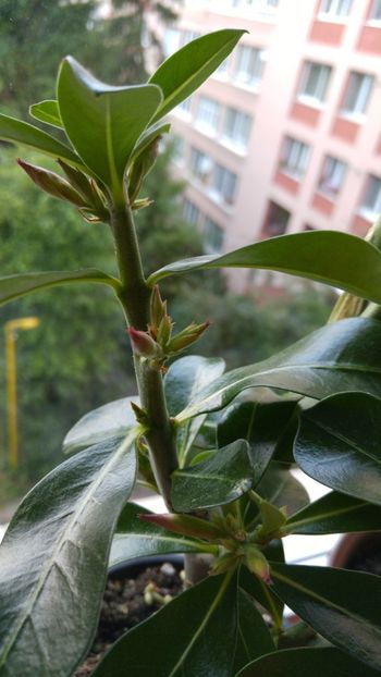  - adenium 2017 si 2018