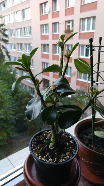  - adenium 2017 si 2018