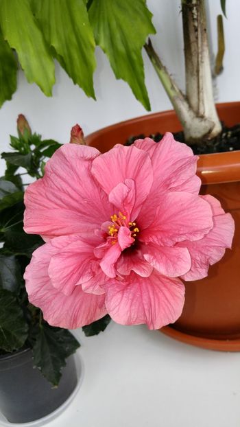  - hibiscusi 2017 2018