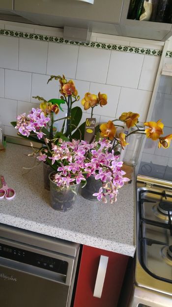  - orhidee alte alte 2018