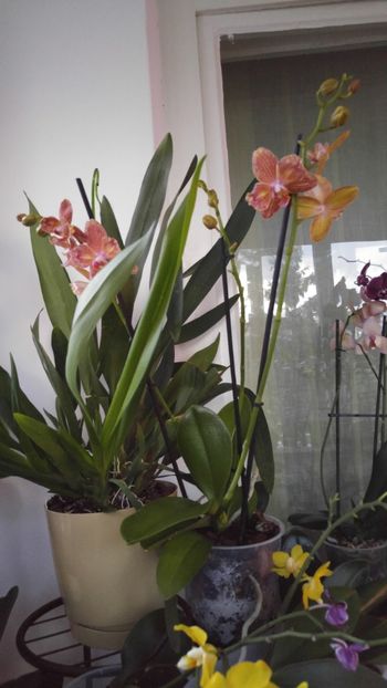  - orhidee alte alte 2018