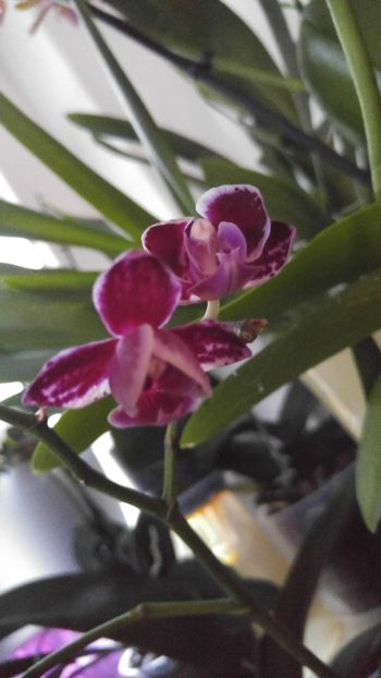  - orhidee alte alte 2018