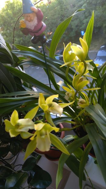  - orhidee alte alte 2018