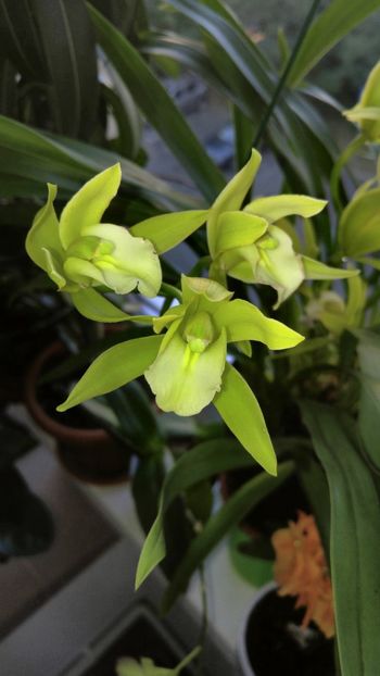  - orhidee alte alte 2018