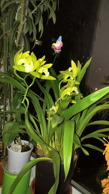  - orhidee alte alte 2018