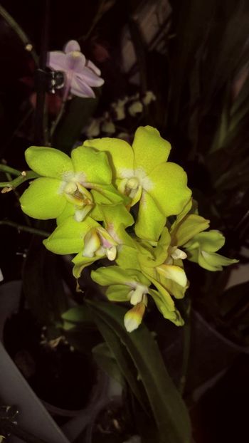  - orhidee alte alte 2018