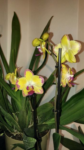  - orhidee alte alte 2018