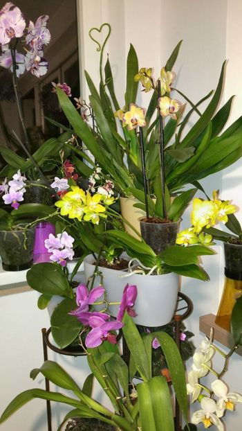  - orhidee alte alte 2018