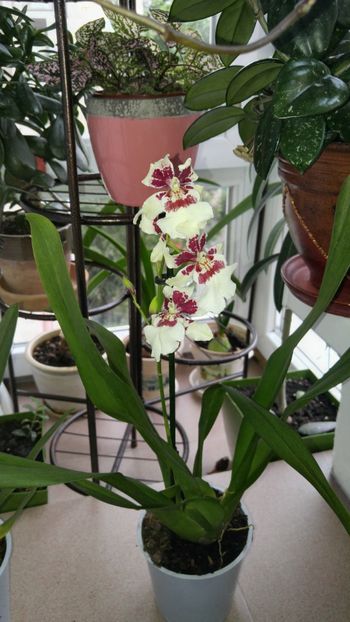  - orhidee alte alte 2018