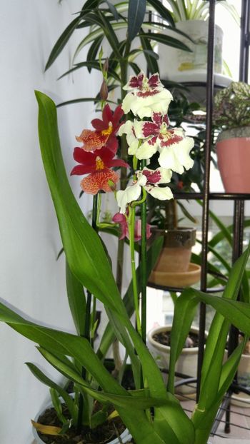  - orhidee alte alte 2018