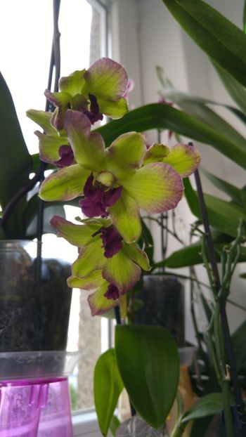  - orhidee alte alte 2018