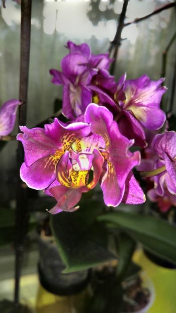  - orhidee alte alte 2018