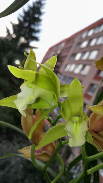  - orhidee alte alte 2018