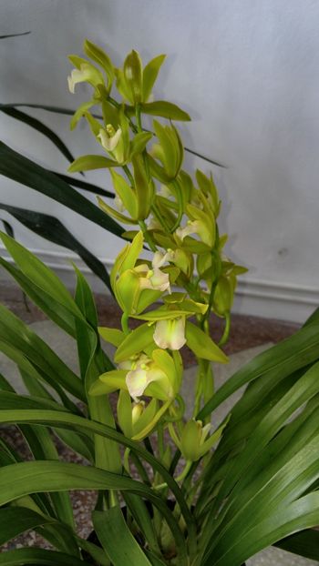  - orhidee alte alte 2018