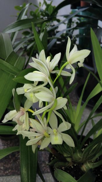  - orhidee alte alte 2018