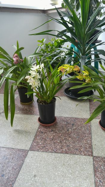  - orhidee alte alte 2018